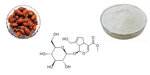 Gardenia Extract Geniposide