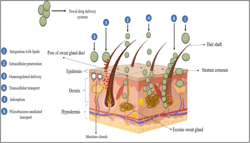 Centella Asiatica Extract for Hair Centella Asiatica Extract for Hair