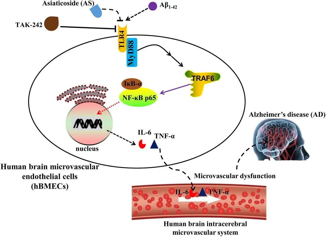 Neuroprotective and Cognitive Improvement Potential Neuroprotective and Cognitive Improvement Potential