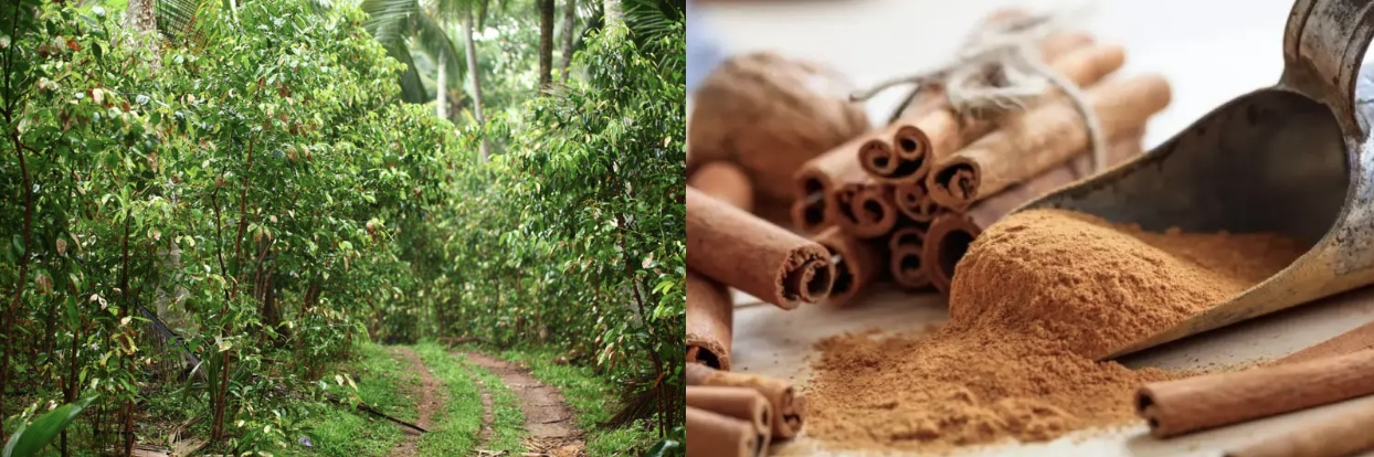 KINTAI Cinnamon Extract Source KINTAI Cinnamon Extract Source