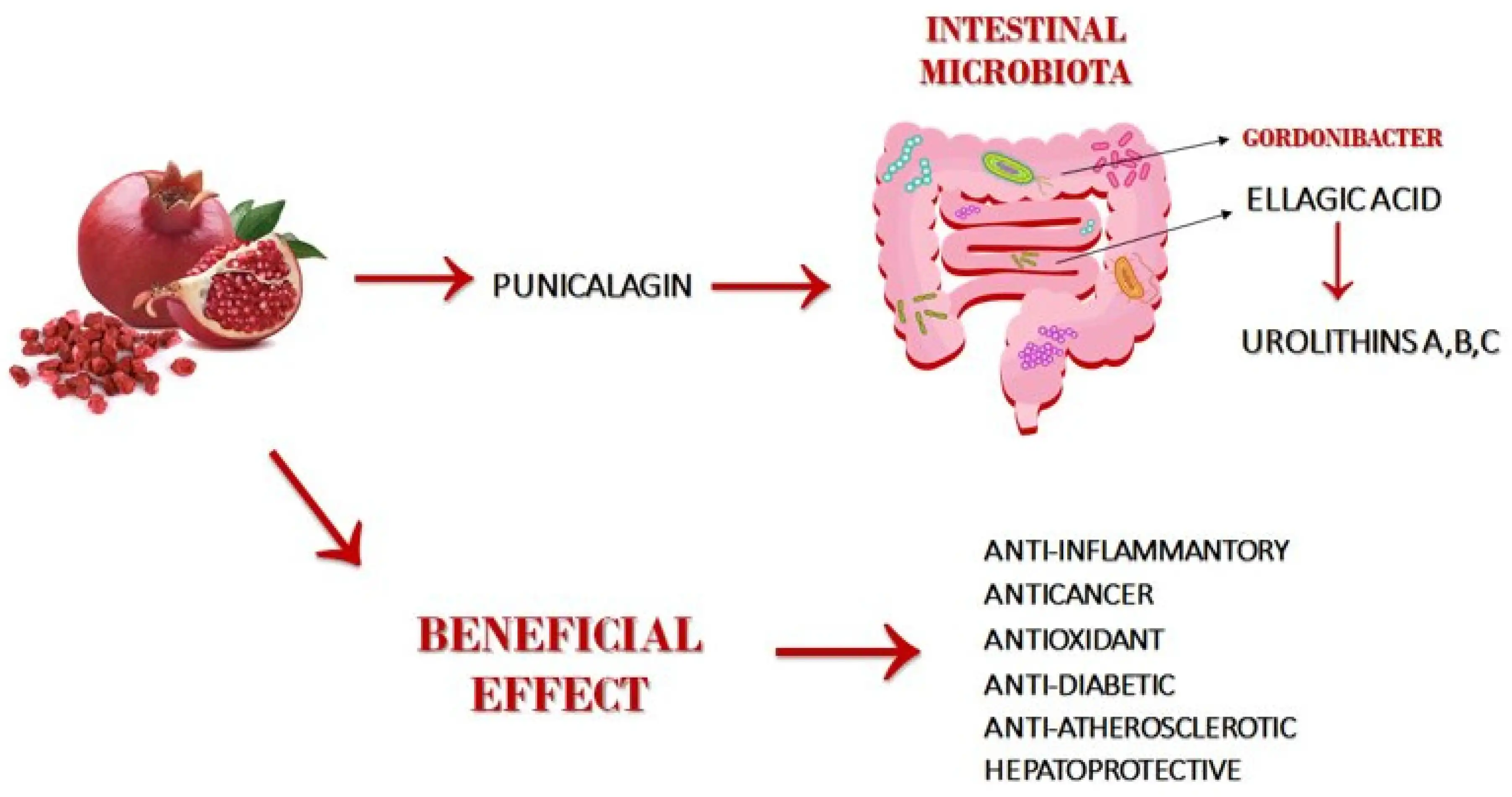 Benefits of Pomegranate Extract Powder