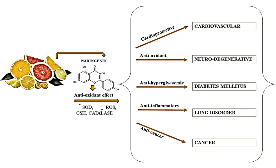 Effects of Naringin Powder