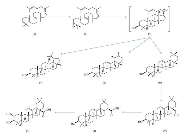 Molecular mechanism of maslinic acid in targeting inflammatory.