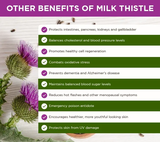 Functions of Milk thistle extract powder