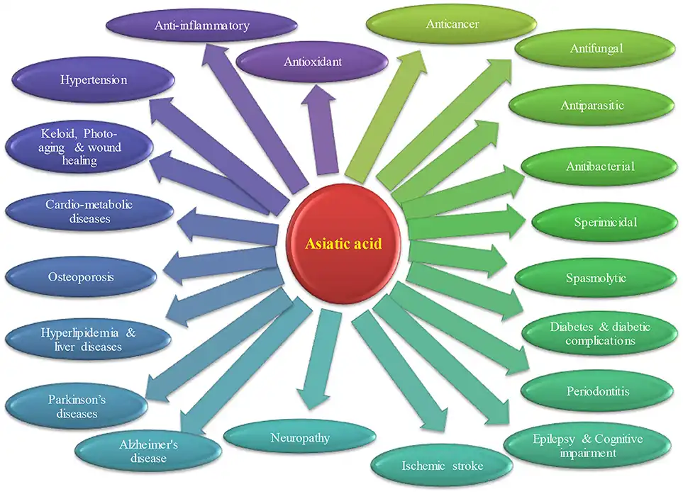 Benefits of Asiatic Acid Powder Benefits of Asiatic Acid Powder