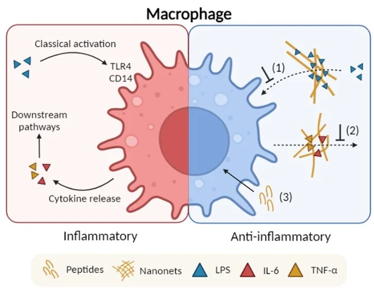Natural Ferulic Acid Functions Natural Ferulic Acid Functions