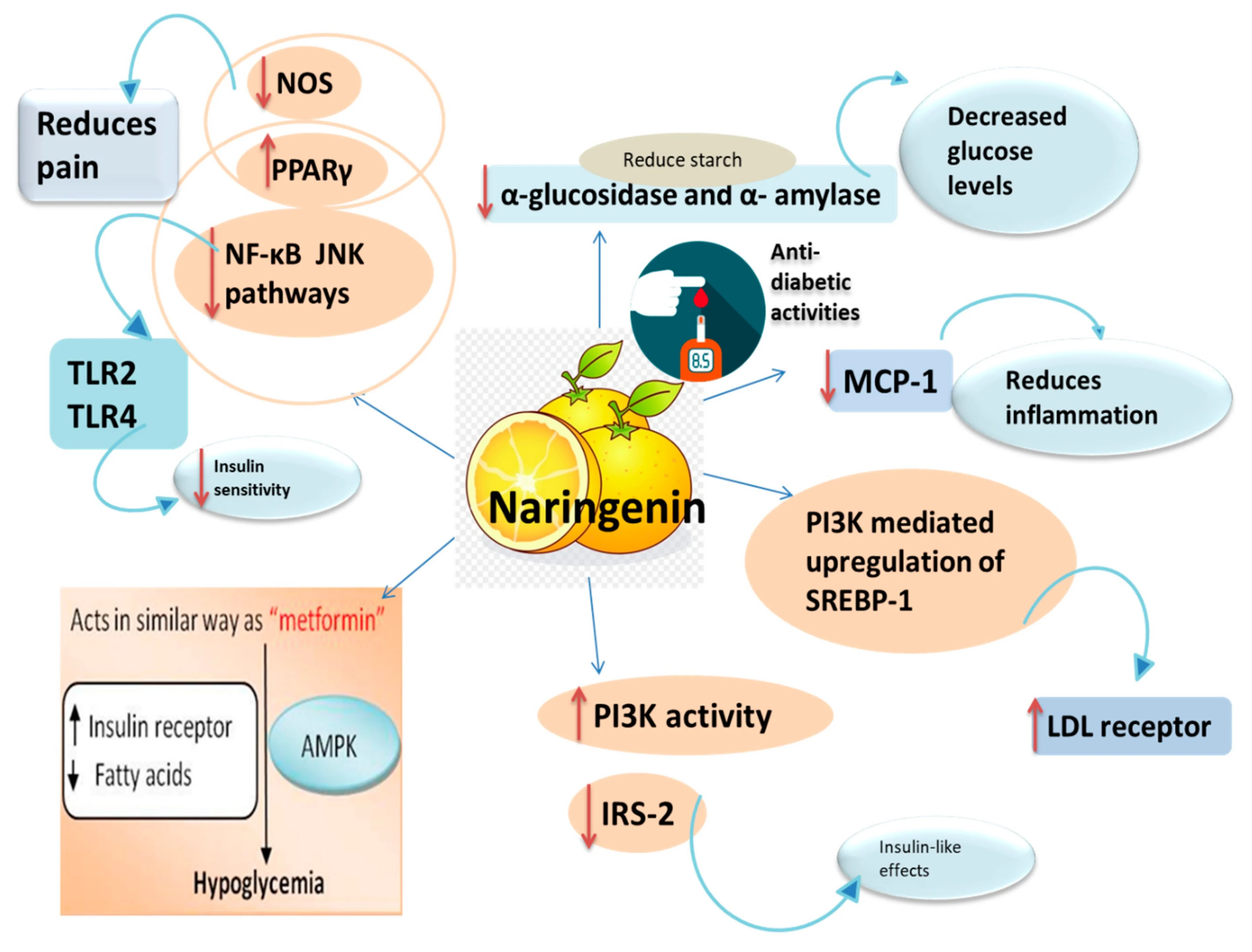 Efforts of Naringin on hyperlipidemia Efforts of Naringin on hyperlipidemia