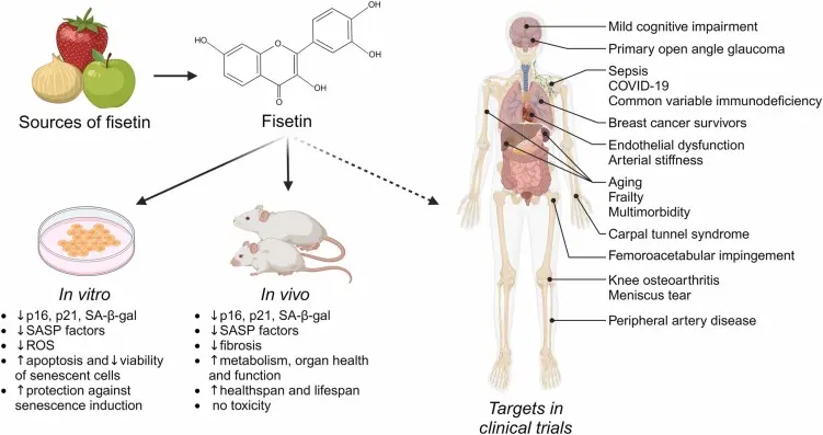 Fisetin Powder Applications Fisetin Powder Applications