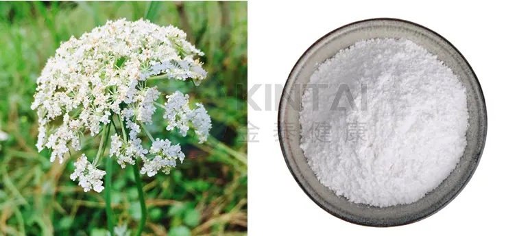 Cnidium Monnieri Extract Plant Source Cnidium Monnieri Extract Plant Source