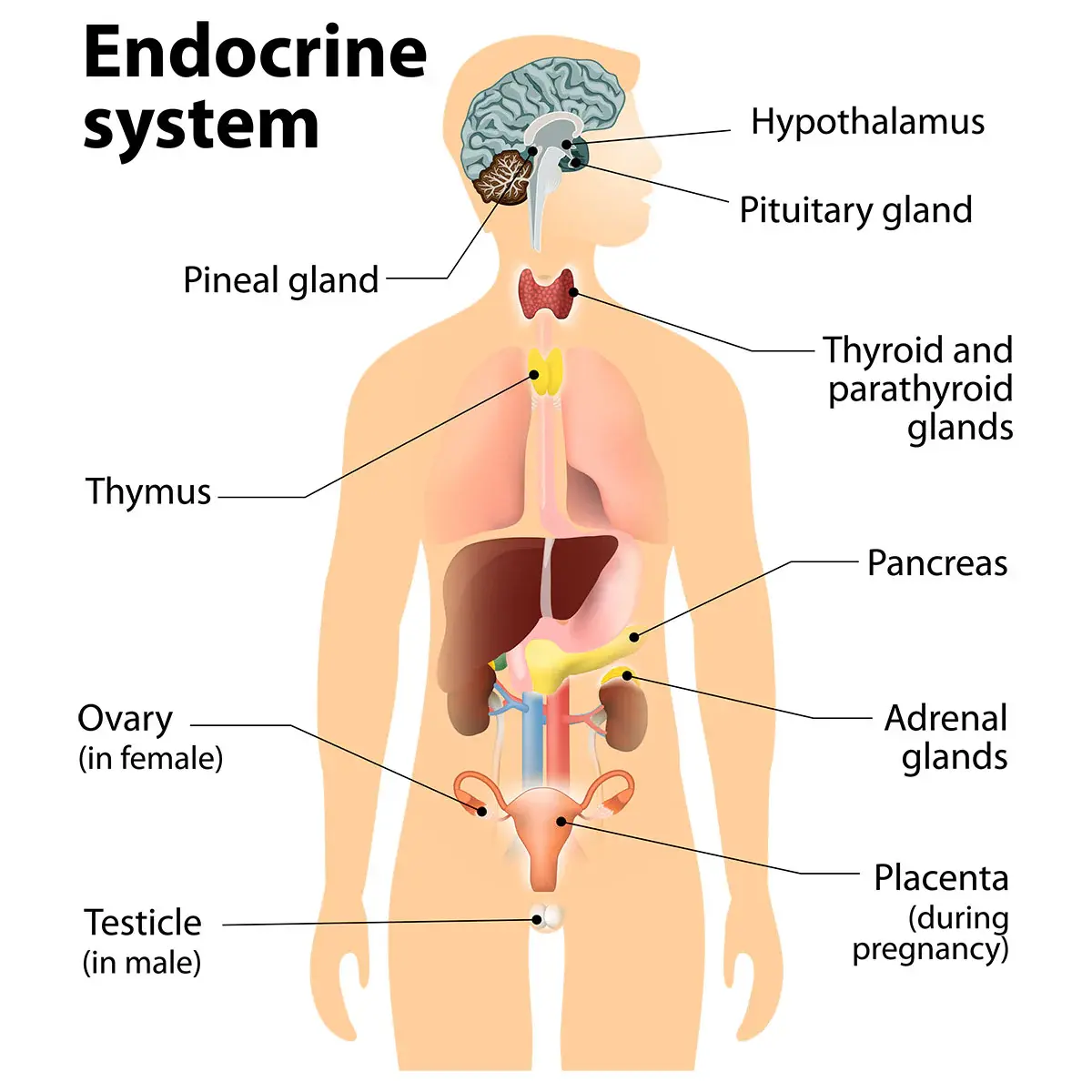 Maca Extract Benefits for Both Sexes Maca Extract Benefits for Both Sexes