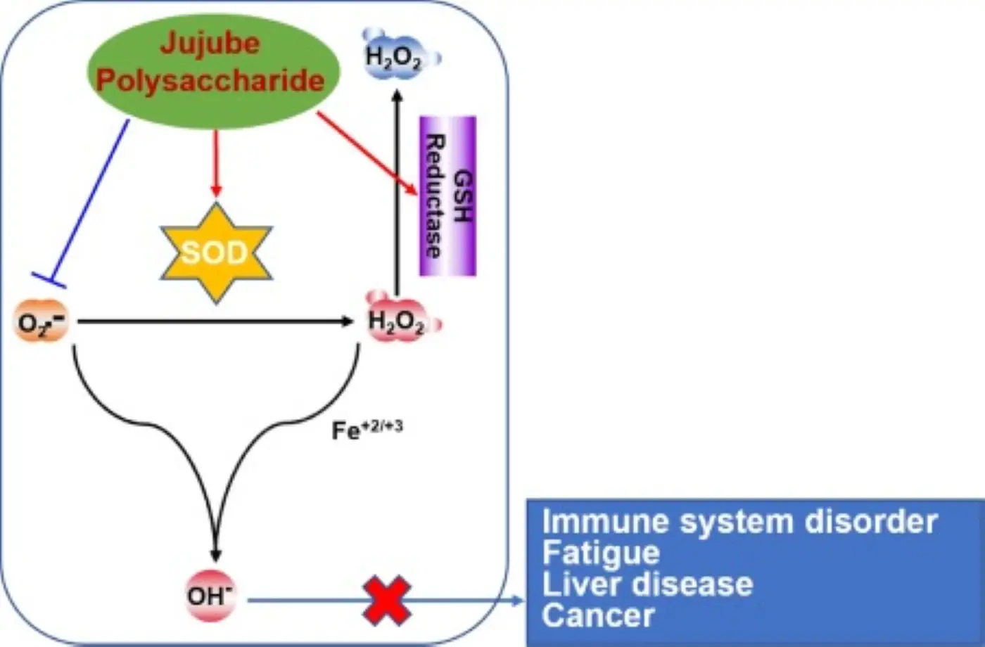 Benefits of Jujube Extract Benefits of Jujube Extract